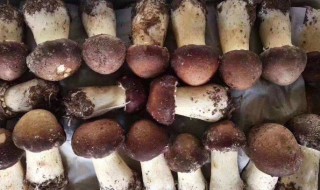 松茸蘑菇包的做法 松茸 蘑菇