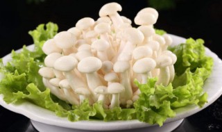 白玉菇炒菠菜的做法大全 白玉菇炒菠菜的做法