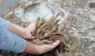 洗虾子用什么浸泡（虾子用什么泡干净）