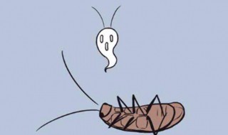 家里蟑螂很多对孕妇有危害吗 家里蟑螂很多