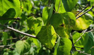 丁香如何养殖（丁香花如何养殖好?）