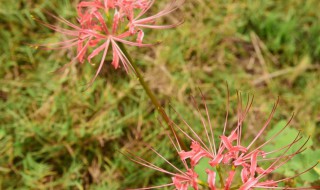 彼岸花喜欢酸性还是碱性（彼岸花喜欢酸性还是碱性土壤）