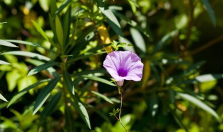 花非花歌词 花非花歌词含义是什么