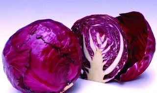 紫色甘蓝菜的营养价值 甘蓝菜的营养价值