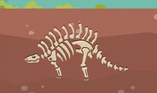 遗迹化石是怎样形成的 化石是怎样形成的