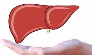 平时怎样保护肝脏 怎样保护肝脏