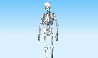 人有多少块骨头组成 人有多少块骨头