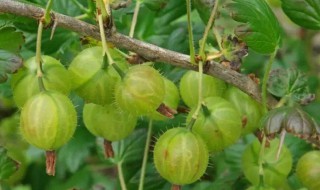 鹅莓的食用方法与功效与作用 鹅莓的食用方法与功效