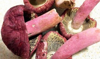 血菇的功效与作用 血菇的家常做法