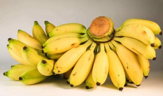 小米蕉和香蕉的区别图片 小米蕉和香蕉的区别