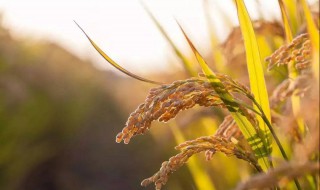 水稻最早出现于哪个地区 水稻最早出现在什么朝代