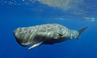 什么是一鲸落万物生 一鲸落万物生是什么意思?