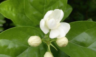 茉莉花的生长周期（茉莉花的生长周期和特点）