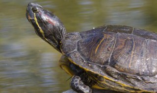 缅甸陆龟繁殖的问题 缅甸陆龟繁殖的问题有哪些