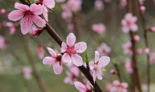 桃花生长的奥秘 桃花生长的过程中是怎样变化的