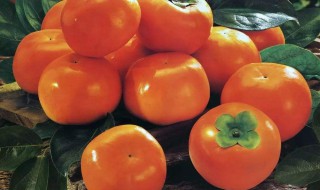 柿子蒸熟吃对人体有害吗 柿子蒸熟吃的好处