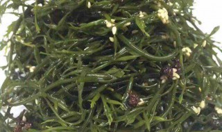 马尾藻图片 马尾藻怎么做好吃