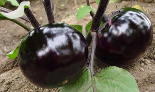 紫色圆茄子怎么做好吃 圆茄子怎么做好吃