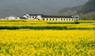 婺源油菜花介绍 婺源油菜花景区