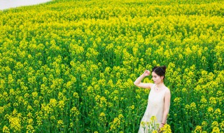 婺源油菜花什么时候开（婺源油菜花什么时候开放）