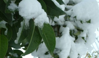 形容初雪的优美句子短句 形容初雪的优美句子