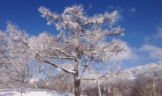 描写大雪的句子唯美 描写大雪的句子唯美