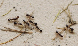 蚂蚁搬家的过程50字 蚂蚁搬家的过程