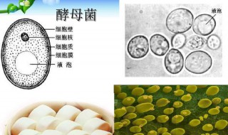 酵母菌属于原核细胞还是真核细胞 酵母菌属于原核细胞还是真核细胞