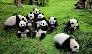 国宝大熊猫的完整资料 国宝大熊猫的完整资料大全