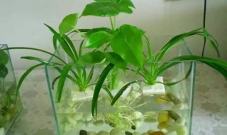 水养植物 水养植物水里有虫怎么办