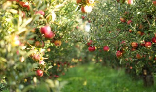苹果树的特点是什么 苹果树的特点是什么用四个字代替