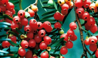 红豆杉的八大功效与作用 红豆杉功效及药用价值