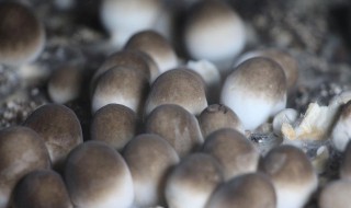 草菇种植 草菇种植方法与原料