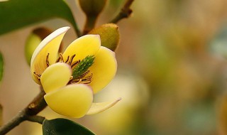 含笑花什么时候开花（含笑花几月份开）