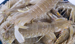 煮熟皮皮虾怎么保存才新鲜 煮熟皮皮虾怎么保存