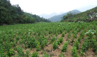 天麻种植时间（天麻种植时间和收割时间）