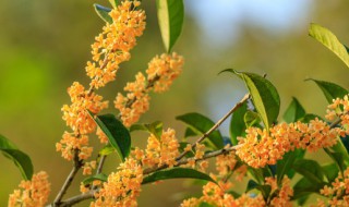 盆栽桂花树种植技术（盆栽桂花树种植技术要点）