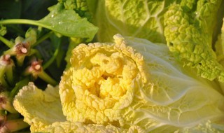 什么是黄芽菜 黄芽菜的功效和作用