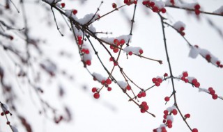 雪歌词 雪歌词表达什么意思