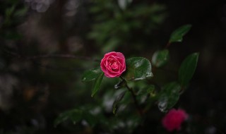 花草种植技术 花草种植技术要点