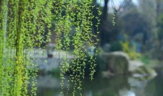 柳树什么时候开花（柳树什么时候开花结果）