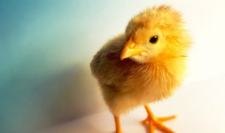 什么样的鸡蛋能孵出小鸡 什么样的鸡蛋能孵出小鸡简笔画