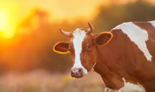 牛的吉祥寓意 牛的吉祥寓意词语有哪些
