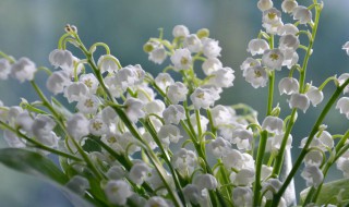 铃兰花的种植方法（铃兰花的种植方法及养护）