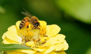 有关于蜜蜂的知识 蜜蜂的知识
