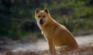 中华田园犬多少钱一只（中华田园犬多少钱一只幼犬）