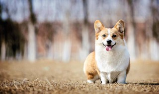 柯基多少钱一只（柯基多少钱一只幼犬）