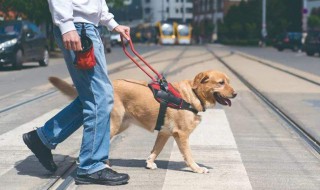 导盲犬品种 导盲犬品种占比