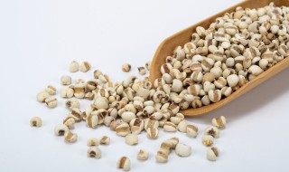 米仁的功效与作用及食用方法图片 米仁的功效与作用及食用方法