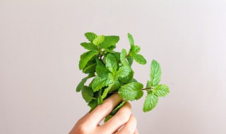 薄荷叶的食用方法及禁忌 薄荷叶的食用方法